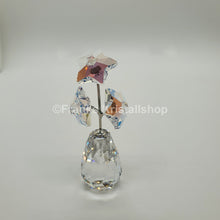 Lade das Bild in den Galerie-Viewer, SWAROVSKI Blumenträume Sternblüte Sonderausgabe 5545612