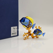 Lade das Bild in den Galerie-Viewer, SWAROVSKI Doktorfische Color 5223194