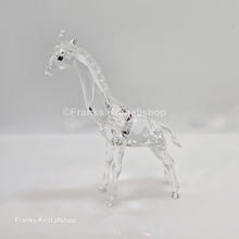Lade das Bild in den Galerie-Viewer, SWAROVSKI Baby Giraffe 236717 oU
