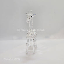 Lade das Bild in den Galerie-Viewer, SWAROVSKI Baby Giraffe 236717 oU
