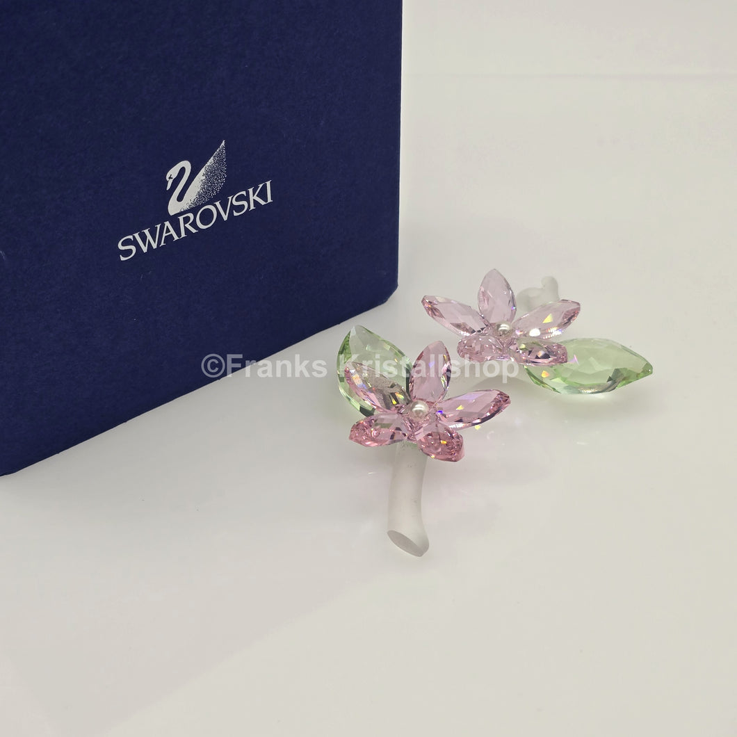 SWAROVSKI Blumenträume Jasminblüte Groß 917664