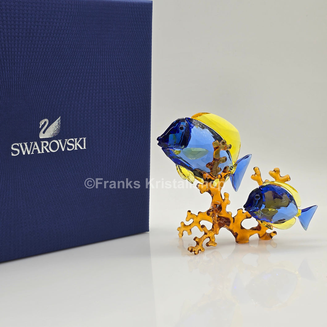 SWAROVSKI Doktorfische Color 5223194