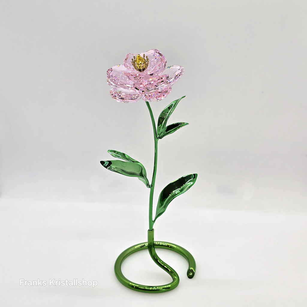 SWAROVSKI Florere Blume Pfingstrose Blumenträume 5668065