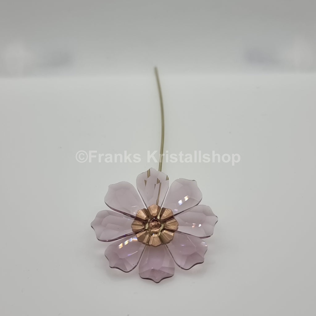 SWAROVSKI Blumenträume Garden Tales Kosmea 5557801