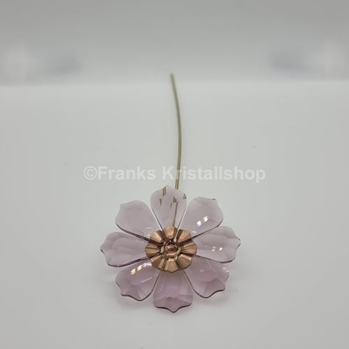 SWAROVSKI Blumenträume Garden Tales Kosmea 5557801