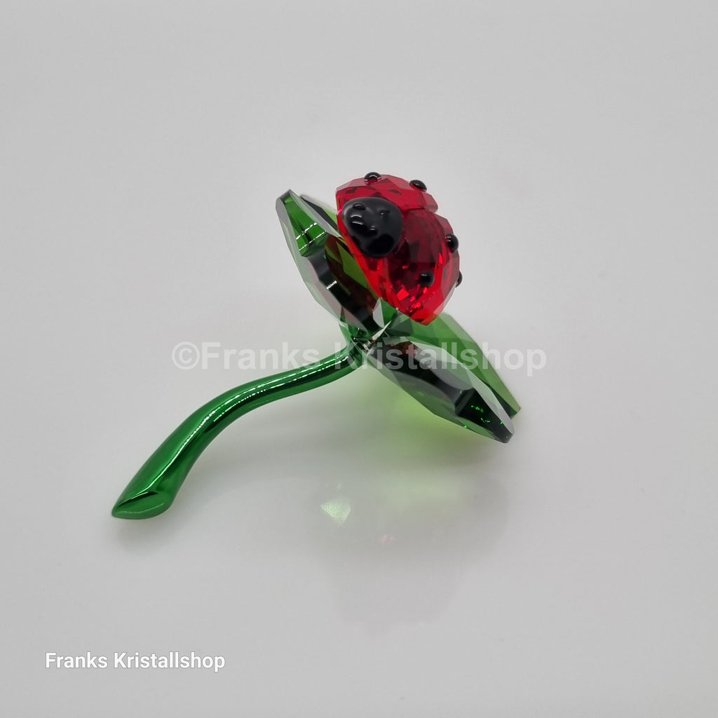 SWAROVSKI Marienkäfer und Glücksklee Kleeblatt 5666852