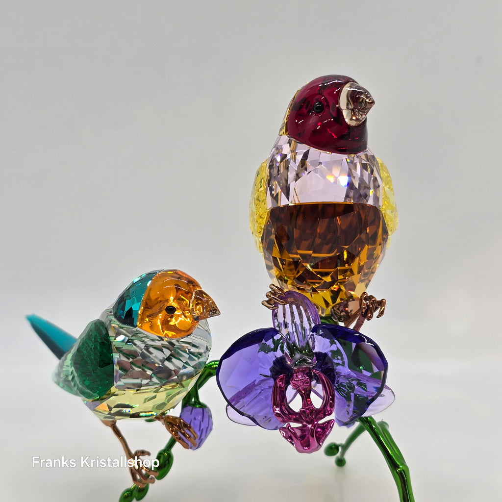 SWAROVSKI SCS Jahresfigur 2024 Idyllia Gouldamadinen 5670031