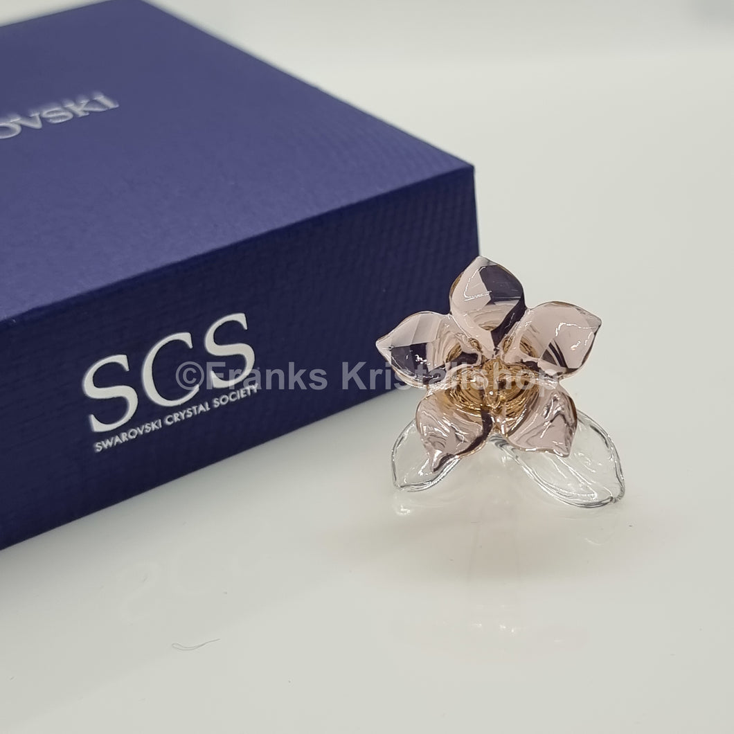 SWAROVSKI SCS Wüstenrose 2021 Desert Rose 5557914