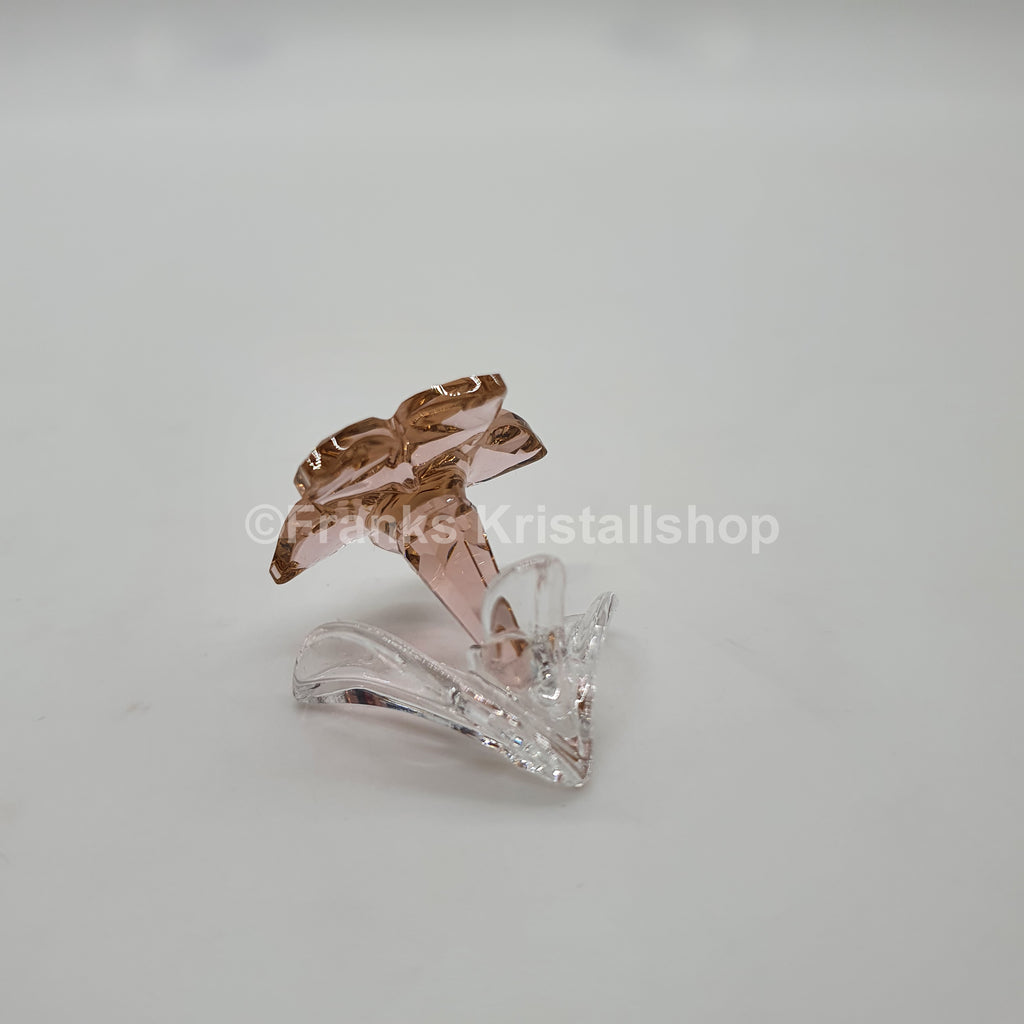 SWAROVSKI SCS Wüstenrose 2021 Desert Rose 5557914