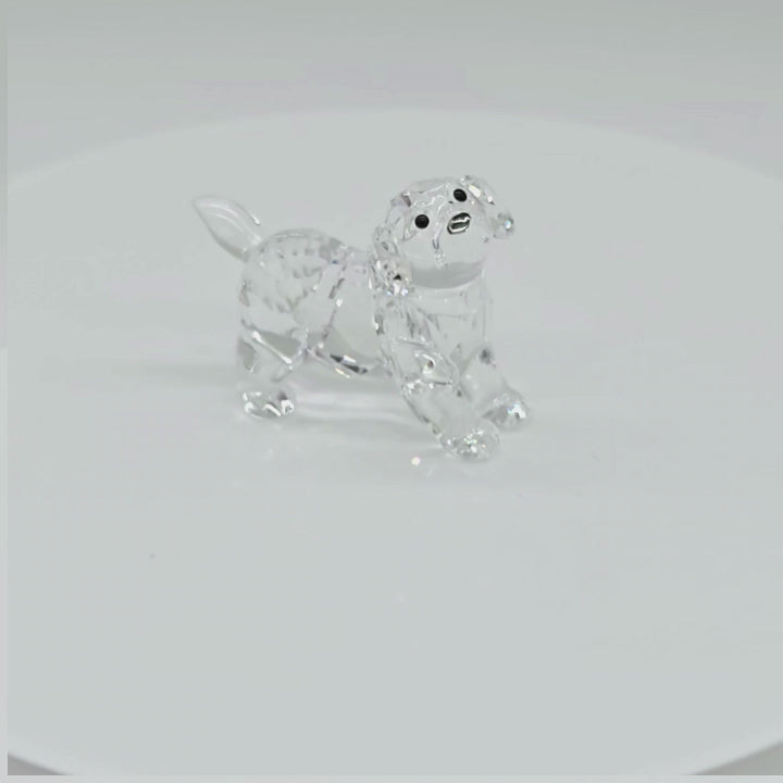 SWAROVSKI Labrador Welpe Stehend 5400141