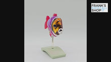 Laden und Abspielen von Videos im Galerie-Viewer, SWAROVSKI Paradise Fisch Camaret 626205 oU
